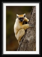 Golden-crowned sifaka, Daraina, MADAGASCAR Fine Art Print