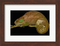 Hilleniusi chameleon lizard, MADAGASCAR Fine Art Print