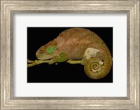 Hilleniusi chameleon lizard, MADAGASCAR Fine Art Print