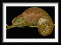 Hilleniusi chameleon lizard, MADAGASCAR Fine Art Print