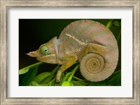 Baudrier's Chameleon, Lizard, Madagascar, Africa Fine Art Print