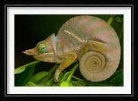 Baudrier's Chameleon, Lizard, Madagascar, Africa Fine Art Print