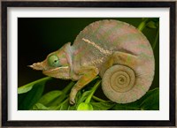 Baudrier's Chameleon, Lizard, Madagascar, Africa Fine Art Print