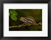 Campan's chameleon lizard, Madagascar Fine Art Print
