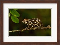 Campan's chameleon lizard, Madagascar Fine Art Print