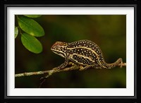Campan's chameleon lizard, Madagascar Fine Art Print