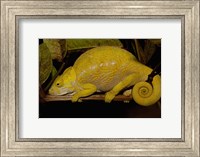 Globular Chameleon, Lizards, Madagascar Fine Art Print