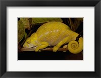 Globular Chameleon, Lizards, Madagascar Fine Art Print