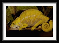 Globular Chameleon, Lizards, Madagascar Fine Art Print