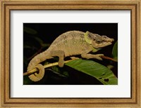Green-eared Chameleon lizard, Madagascar, Africa Fine Art Print