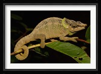 Green-eared Chameleon lizard, Madagascar, Africa Fine Art Print