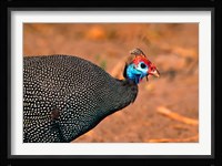 Helmeted Guinea Fowl, Kenya Fine Art Print