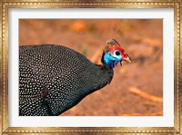 Helmeted Guinea Fowl, Kenya Fine Art Print