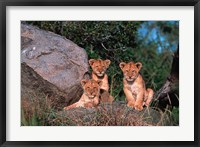 Den of Lion Cubs, Serengeti, Tanzania Fine Art Print