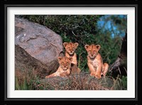 Den of Lion Cubs, Serengeti, Tanzania Fine Art Print