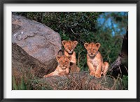 Den of Lion Cubs, Serengeti, Tanzania Fine Art Print