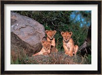 Den of Lion Cubs, Serengeti, Tanzania Fine Art Print