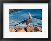Grey Go-Away Bird, Namibia Fine Art Print
