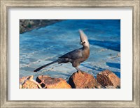 Grey Go-Away Bird, Namibia Fine Art Print