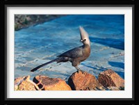 Grey Go-Away Bird, Namibia Fine Art Print