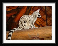 Common Genet in the Ndutu Lodge, Tanzania Fine Art Print
