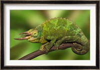 Close-up of Jackson's Chameleon on limb, Kenya Fine Art Print