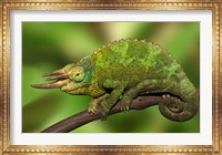 Close-up of Jackson's Chameleon on limb, Kenya Fine Art Print