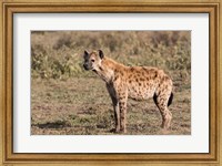 Africa, Tanzania, Serengeti. Spotted hyena, Crocuta crocuta. Fine Art Print
