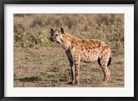 Africa, Tanzania, Serengeti. Spotted hyena, Crocuta crocuta. Fine Art Print