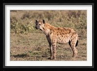 Africa, Tanzania, Serengeti. Spotted hyena, Crocuta crocuta. Fine Art Print