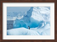 Antarctica, Gentoo Penguin standing on iceberg near Enterprise Island. Fine Art Print