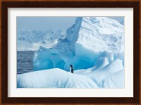 Antarctica, Gentoo Penguin standing on iceberg near Enterprise Island. Fine Art Print