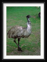 Emu Portrait, Australia Fine Art Print