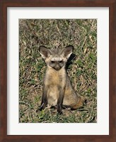 Bat-Eared Fox, Tanzania Fine Art Print