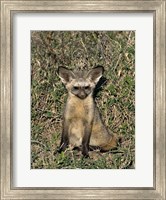 Bat-Eared Fox, Tanzania Fine Art Print