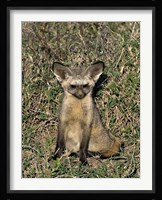 Bat-Eared Fox, Tanzania Fine Art Print