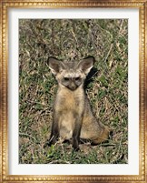 Bat-Eared Fox, Tanzania Fine Art Print