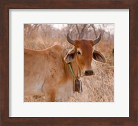 Botswana, Tsodilo Hills, Farm animal, cow Fine Art Print