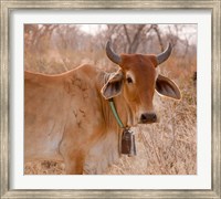 Botswana, Tsodilo Hills, Farm animal, cow Fine Art Print