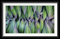 Purple edged leaves of the Giant Lobelia rosette, Kenya Fine Art Print