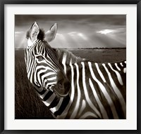 Black & White of Zebra and plain, Kenya Fine Art Print