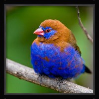 Africa. Kenya. Purple Grenadier, Lake Naivasha Fine Art Print