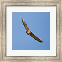 Africa. Tanzania. Bateleur Eagle, Serengeti NP Fine Art Print