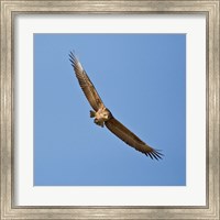 Africa. Tanzania. Bateleur Eagle, Serengeti NP Fine Art Print