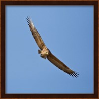 Africa. Tanzania. Bateleur Eagle, Serengeti NP Fine Art Print