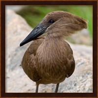 Africa. Tanzania. Hamerkop at Tarangire NP Fine Art Print