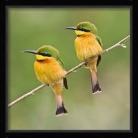 Africa. Tanzania. Little Bee Eaters at Manyara NP Fine Art Print