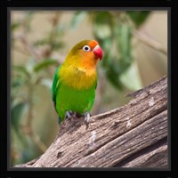 Fischer's Lovebird tropical bird, Tanzania Fine Art Print