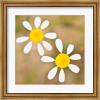 Flowers in Western Cape NP, South Africa. Fine Art Print
