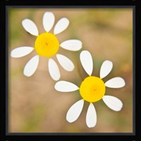 Flowers in Western Cape NP, South Africa. Fine Art Print